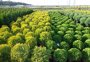 Рабочий в питомник растений