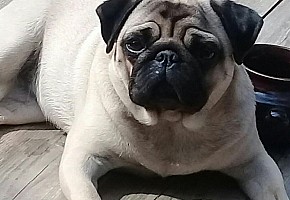 Девочке мопсу нужен мальчик.