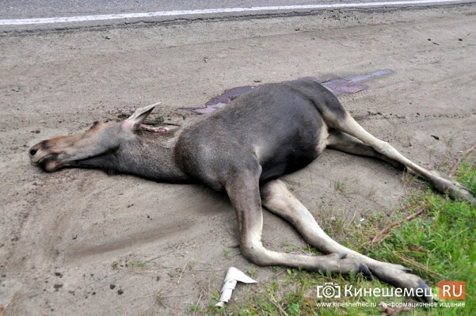 На въезде в Кинешму иномарка сбила молодого лося фото 2