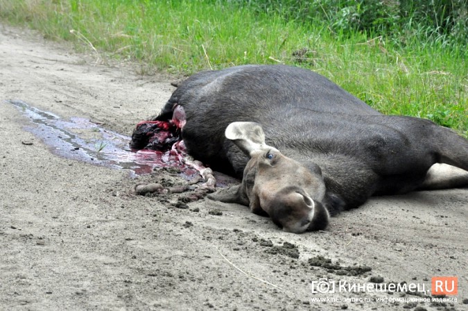 На въезде в Кинешму иномарка сбила молодого лося фото 4