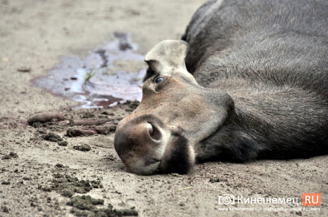 На въезде в Кинешму иномарка сбила молодого лося фото 3