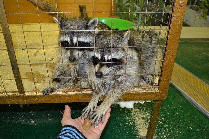 Контактная выставка животных из Санкт-Петербурга фото 3