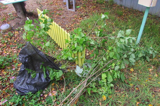 В Кинешме и районе прошла акция «Живи лес!» фото 7