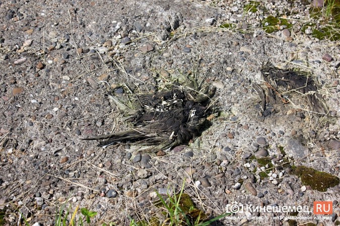 Идет расследование по факту гибели птиц на очистных в Кинешме фото 3