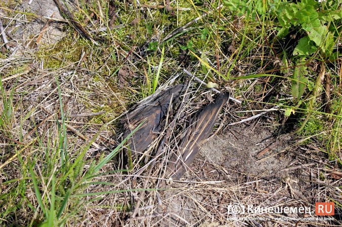 Идет расследование по факту гибели птиц на очистных в Кинешме фото 2
