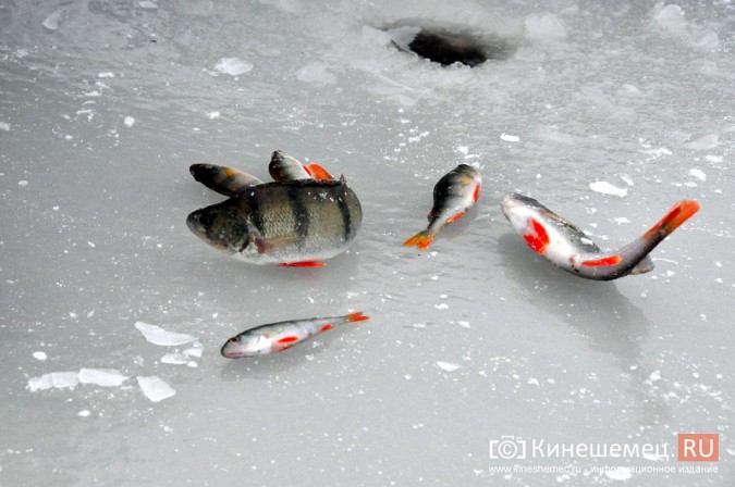 Кинешемских рыбаков штрафами не запугать фото 5