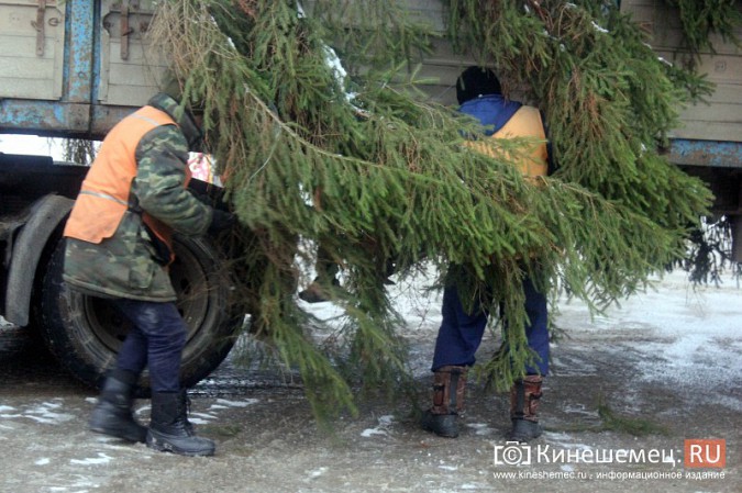 В центре Кинешмы установили главную новогоднюю елку фото 17