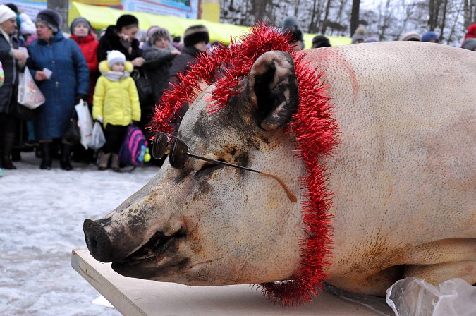 На Всероссийском фестивале валенка забитого поросенка украсили новогодней мишурой фото 16