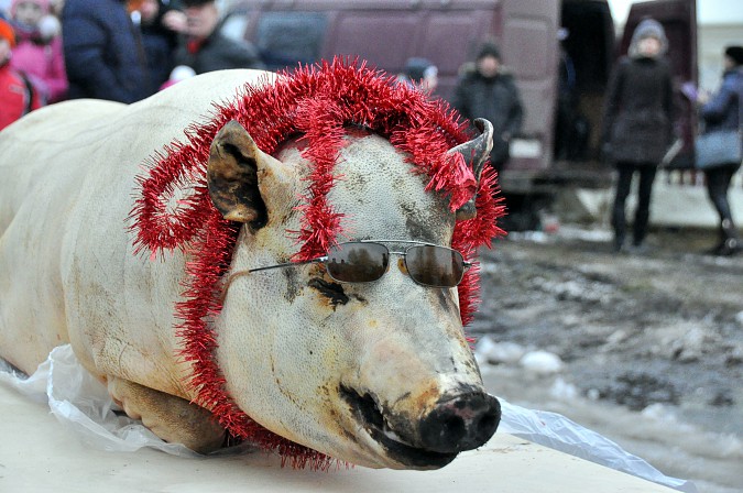 На Всероссийском фестивале валенка забитого поросенка украсили новогодней мишурой фото 14