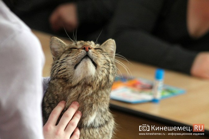 В Кинешме отметили День кошек фото 11
