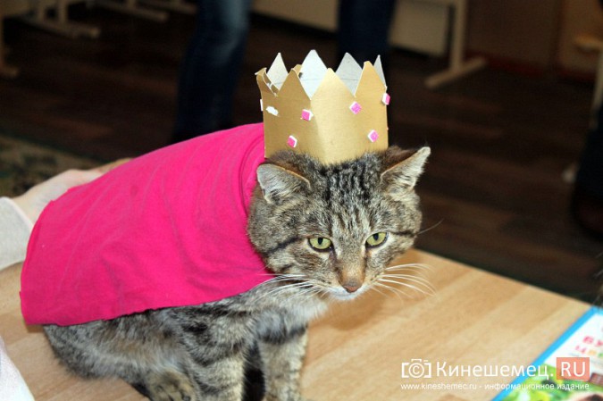 В Кинешме отметили День кошек фото 23