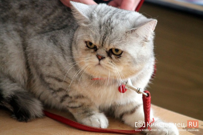 В Кинешме отметили День кошек фото 16