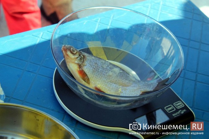 Нижегородцы приняли участие в рыбной ловле на мормышку в Кинешме фото 46