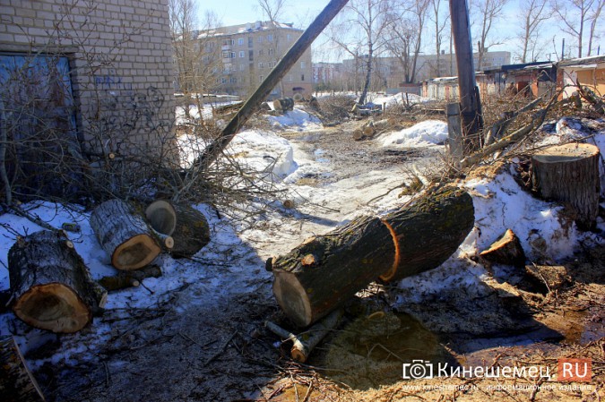 В Кинешме спилили гигантские тополя, угрожавшие гаражному кооперативу фото 7