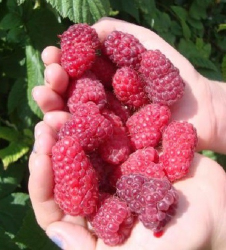 Кинешемцам предложат зимостойкие растения для северных регионов России фото 2