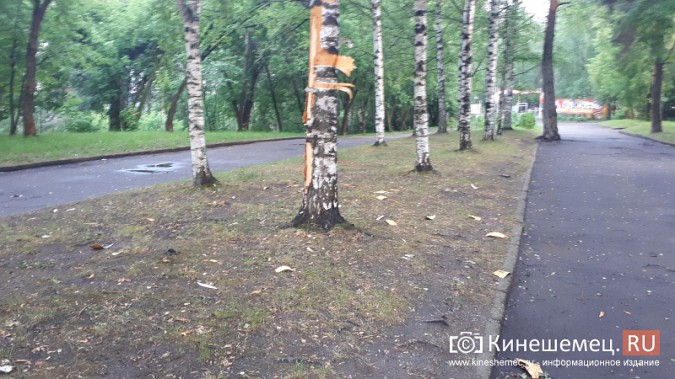 В Кинешемском парке молния разломила березу фото 4