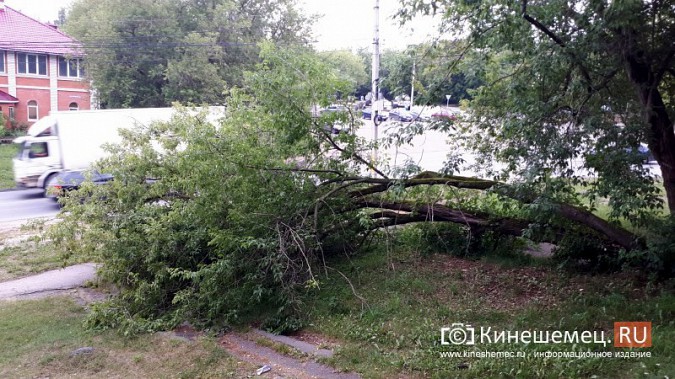 У парка культуры Кинешмы упавшее дерево перегородило пешеходную дорогу фото 2
