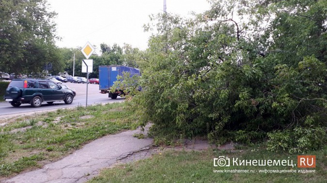 У парка культуры Кинешмы упавшее дерево перегородило пешеходную дорогу фото 4
