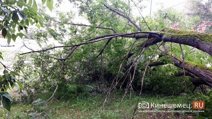 У парка культуры Кинешмы упавшее дерево перегородило пешеходную дорогу фото 3