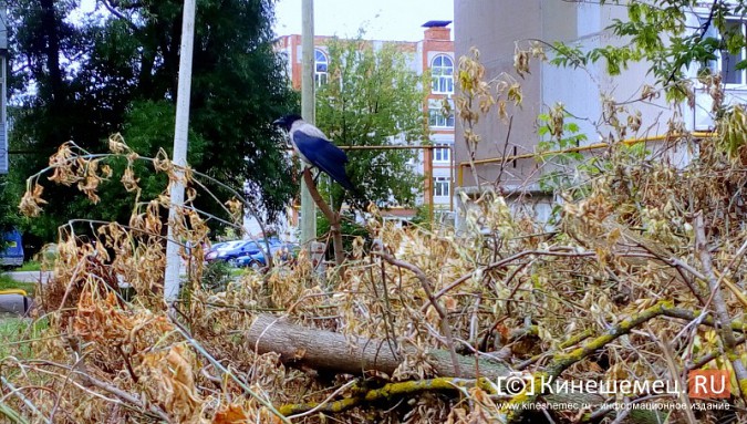 Один из самых благоустроенных микрорайонов Кинешмы «Поликор» завален мусором фото 4