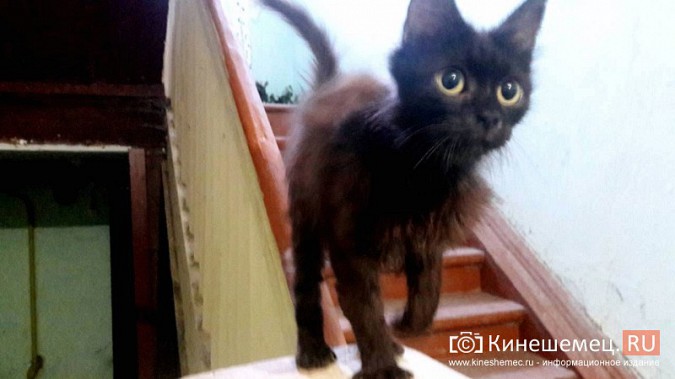 Кот Малыш, которого искало пол-Кинешмы, нашелся фото 3