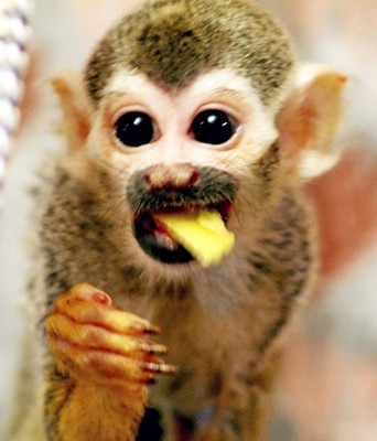 В Кинешме открылся домашний зоопарк фото 13