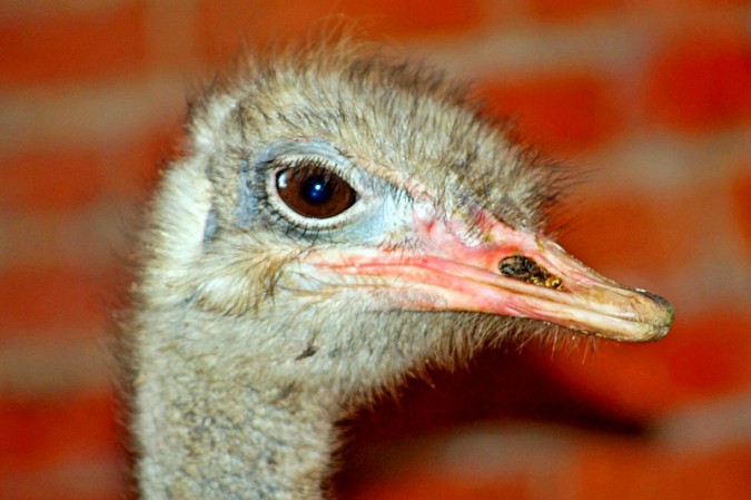 В Кинешме открылся домашний зоопарк фото 6