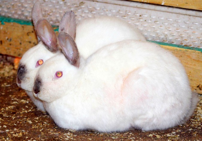 В Кинешме открылся домашний зоопарк фото 9