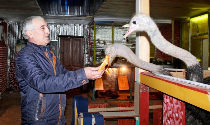 В Кинешме открылся домашний зоопарк фото 3