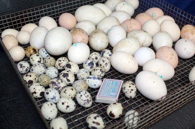 В Кинешме открылся домашний зоопарк фото 8