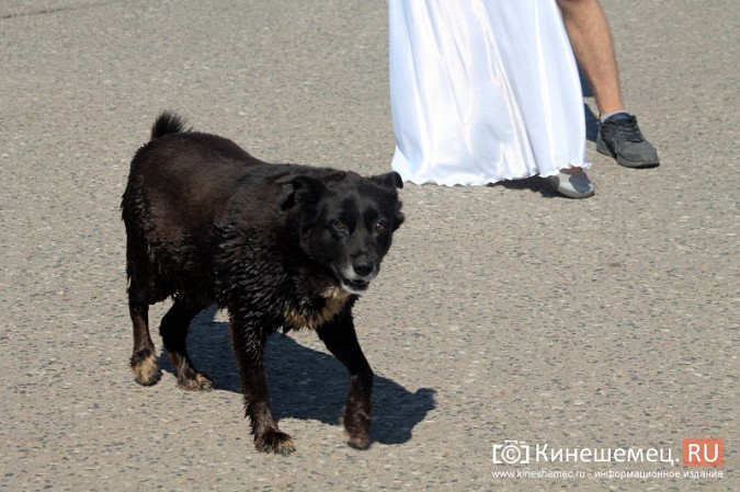 В Кинешме прошел благотворительный забег «Волжская невеста» фото 32