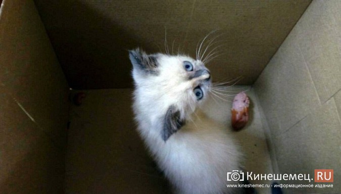 В Кинешме нашли дом для травмированного котенка фото 2
