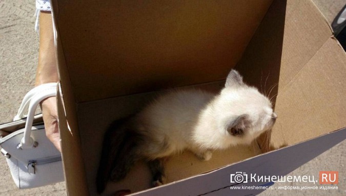 В Кинешме нашли дом для травмированного котенка фото 4