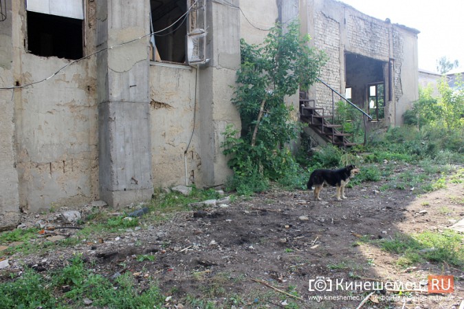 В Кинешме мужчина разбился, упав с высоты элеватора бывшего мукомольного завода фото 6