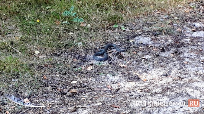 В кинешемском парке расплодились ужи фото 4