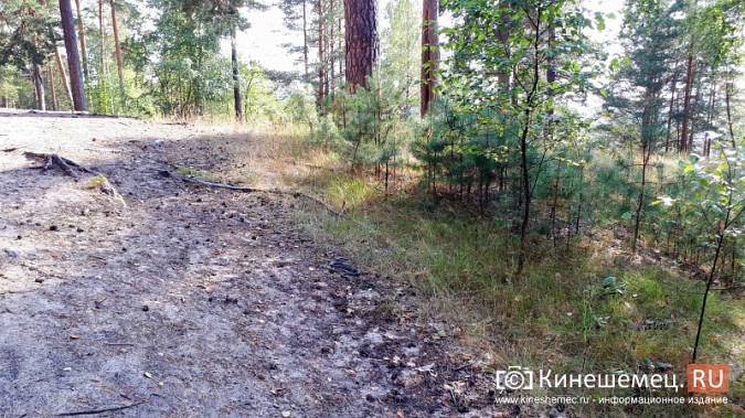 В кинешемском парке расплодились ужи фото 3