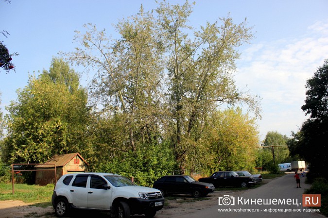 Гигантские тополя держат в страхе двор кинешемской многоэтажки фото 5