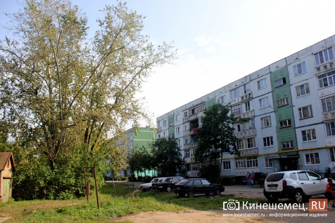 Гигантские тополя держат в страхе двор кинешемской многоэтажки фото 2