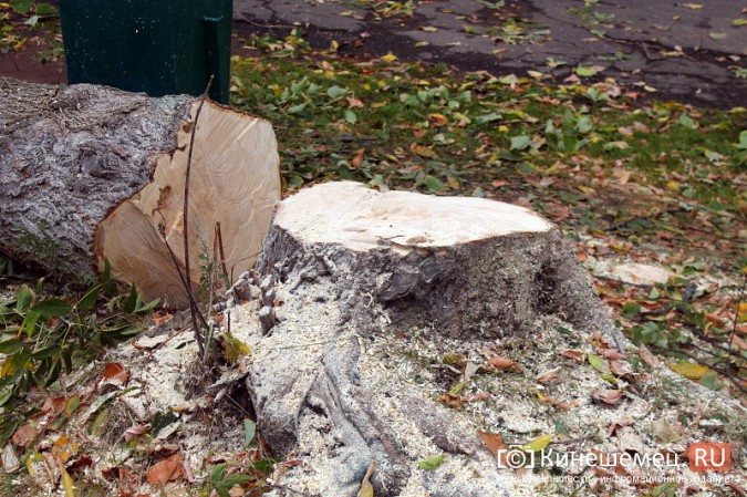 В Кинешме спиливают липы на улице Советской фото 6