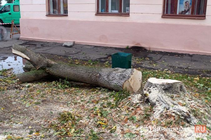 В Кинешме спиливают липы на улице Советской фото 4