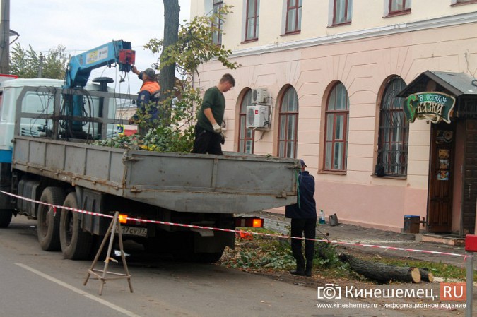 В Кинешме спиливают липы на улице Советской фото 3