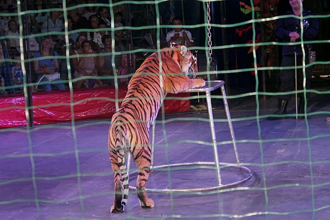 Цирк-шапито «Пегас» в Кинешме фото 16