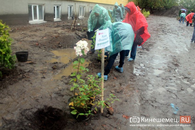 Московские туристы и кинешемские студенты высадили 50 саженцев в сквере у поликлиники фото 25