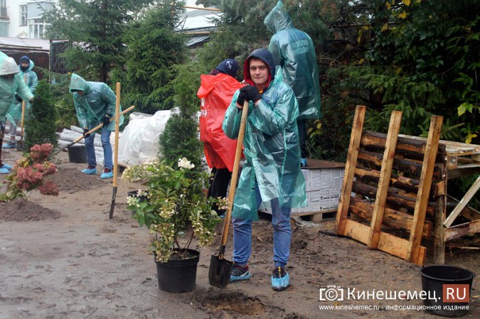 Московские туристы и кинешемские студенты высадили 50 саженцев в сквере у поликлиники фото 15