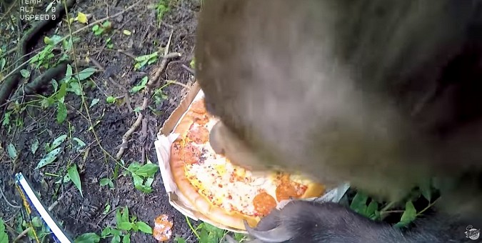 На границе Ивановской области медведь нашел пиццу, упавшую с неба фото 2