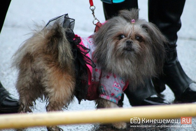 В Кинешме прошел митинг в честь Дня народного единства фото 10