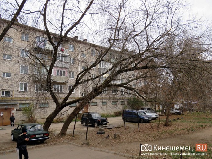 Аварийные деревья угрожают жизни кинешемцев фото 6