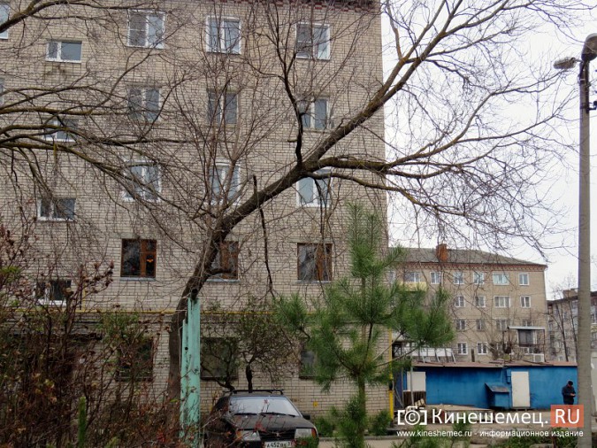 Аварийные деревья угрожают жизни кинешемцев фото 3
