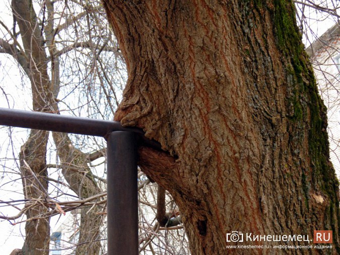 Аварийные деревья угрожают жизни кинешемцев фото 5