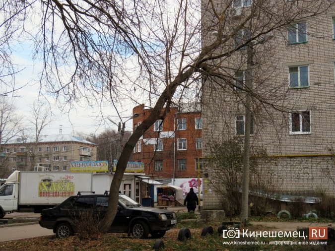 Аварийные деревья угрожают жизни кинешемцев фото 2